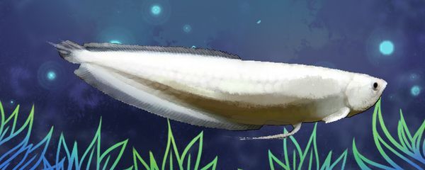 雪龍魚適宜水溫范圍：雪龍魚最佳飼養(yǎng)環(huán)境，觀賞魚最佳飼養(yǎng)環(huán)境