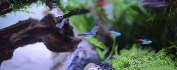 三角恐龍魚可以用自來水養不，三角恐龍魚養殖需要注意水質、水溫、飼料選擇和養殖環境