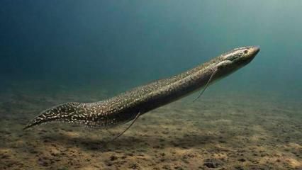 三角恐龍魚可以用自來水養不，三角恐龍魚養殖需要注意水質、水溫、飼料選擇和養殖環境