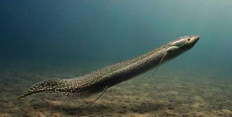 三角恐龍魚可以用自來水養不，三角恐龍魚養殖需要注意水質、水溫、飼料選擇和養殖環境