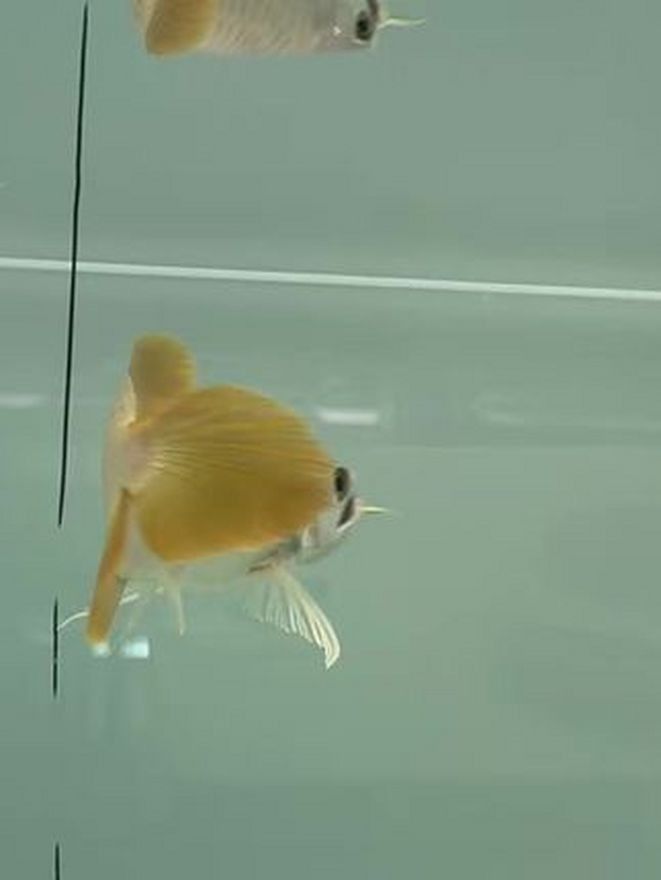 哪種紅龍魚最好看圖片視頻 哪種紅龍魚最好看圖片視頻 龍魚百科 第7張