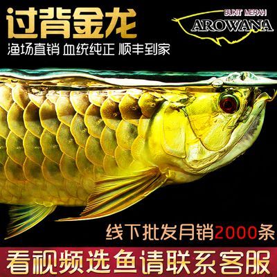 淘寶龍魚哪家信得過：在淘寶上購(gòu)買龍魚需要注意什么？