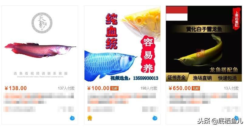 淘寶龍魚哪家信得過：在淘寶上購(gòu)買龍魚需要注意什么？