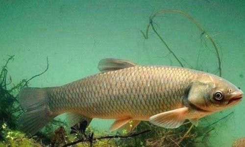 曼龍魚多久長一圈魚鱗年輪？