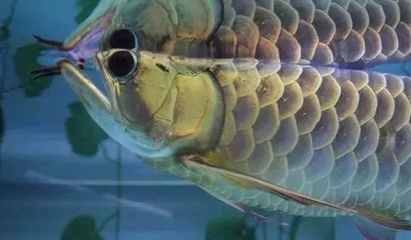 龍魚怎么喂，龍魚喂養(yǎng)方法