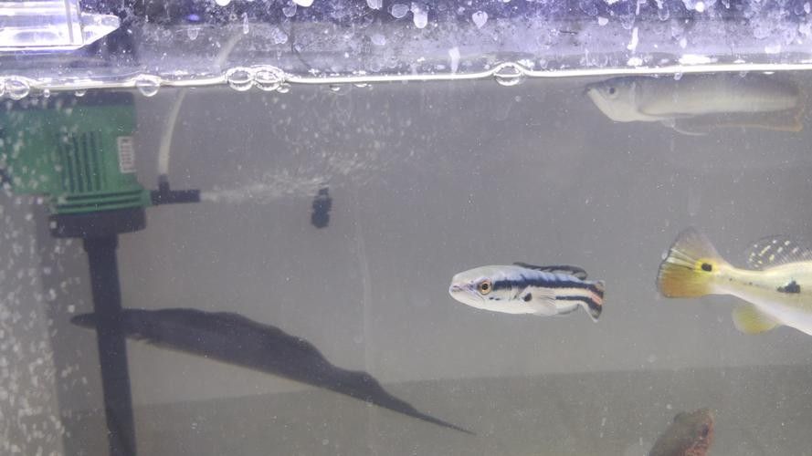 銀龍魚(yú)吃什么魚(yú)食好