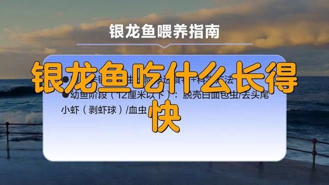 銀龍魚(yú)吃什么魚(yú)食好