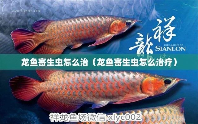 龍魚治療外寄用升溫嗎：升溫可以作為治療龍魚外寄的一種方法嗎？