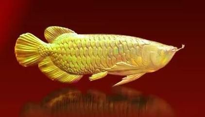 金龍魚畫的寓意和象征意義，金龍魚畫的寓意和象征意義是多方面的金龍魚的寓意和象征意義