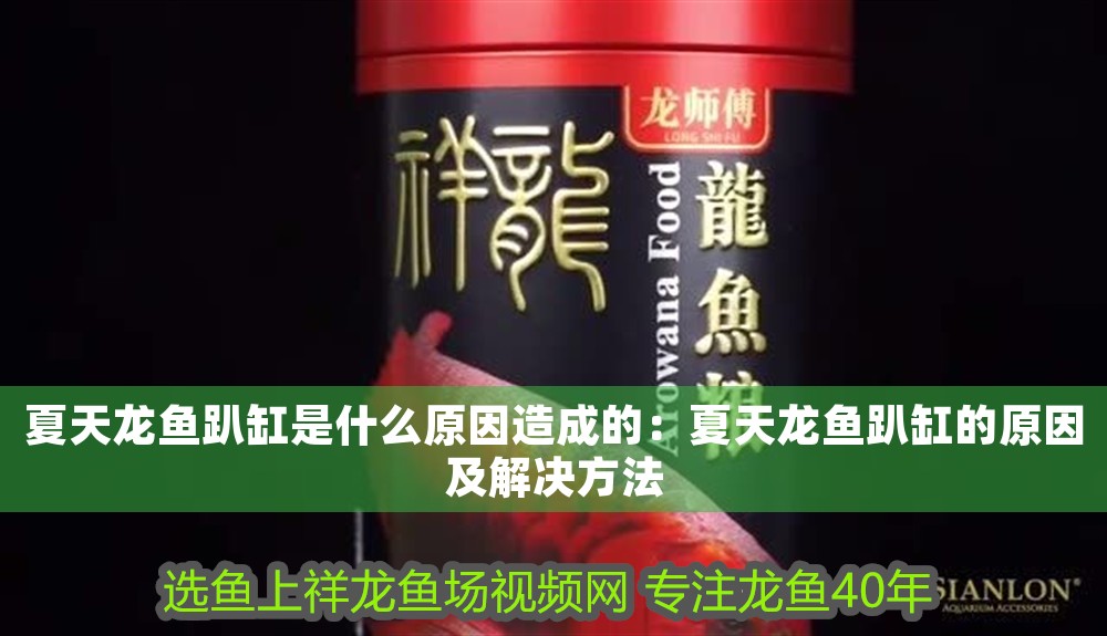 夏天龍魚趴缸是什么原因造成的：夏天龍魚趴缸的原因及解決方法