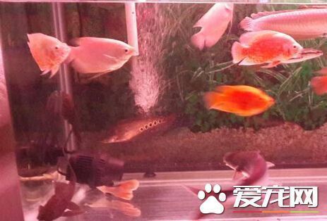 鸚鵡魚混養注意事項：鸚鵡魚混養的注意事項