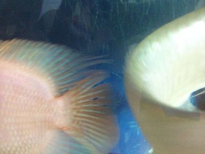 龍魚尾巴開叉什么原因引起的：龍魚尾巴開叉可能由多種因素引起