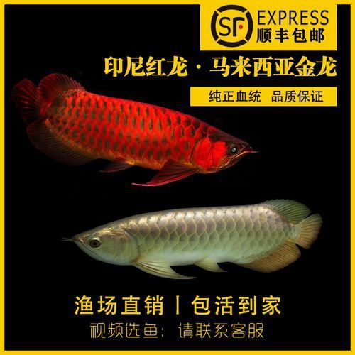 觀賞魚種類金龍魚圖片