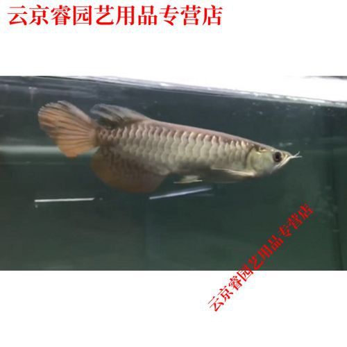 觀賞魚種類金龍魚圖片