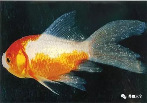 如何區分龍魚真菌感染和白點病？