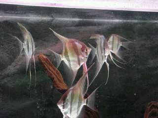 埃及神仙魚適宜的水草種類，埃及神仙魚的水草種類