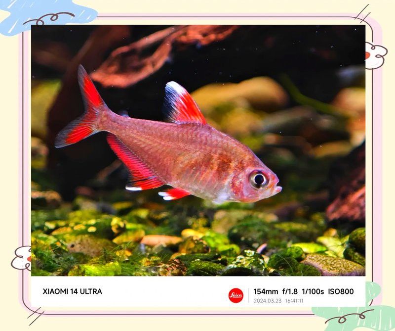 有哪些手機適合拍攝龍魚？