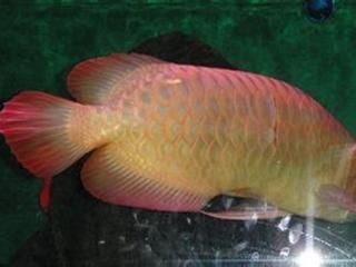 龍魚不吃食怎么調理腸胃（如何判斷龍魚水質問題）