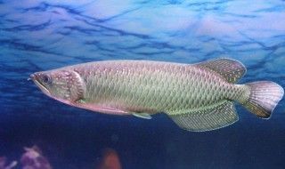 銀龍魚不游了在一個(gè)地方能活嗎（銀龍魚不游了可能是因?yàn)槎喾N原因）