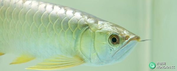 銀龍魚不游了在一個(gè)地方能活嗎（銀龍魚不游了可能是因?yàn)槎喾N原因）