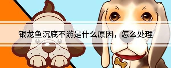 銀龍魚不游了在一個(gè)地方能活嗎（銀龍魚不游了可能是因?yàn)槎喾N原因）