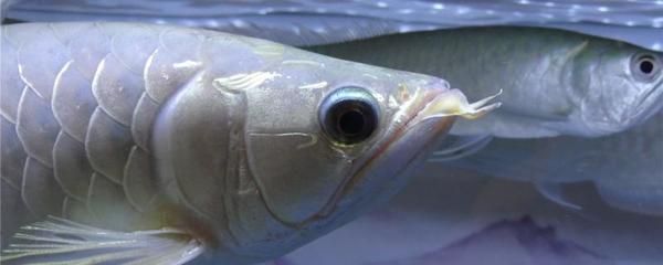 銀龍魚不游了在一個(gè)地方能活嗎（銀龍魚不游了可能是因?yàn)槎喾N原因）