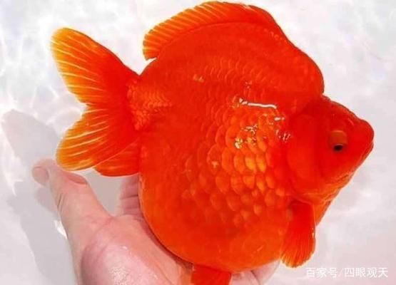 金龍魚褪色怎么回事：金龍魚褪色可能由多種因素引起，