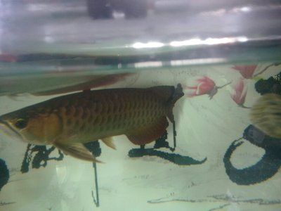 金龍魚褪色怎么回事：金龍魚褪色可能由多種因素引起，