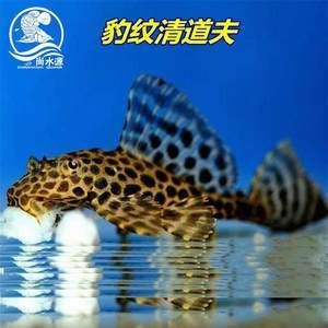 金龍魚配什么魚：適合與金龍魚混養的魚種推薦，血鸚鵡和金龍魚混養的魚種