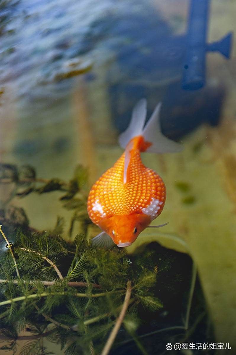 關于金龍魚的故事有哪些作文
