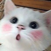 金龍魚哪個省的