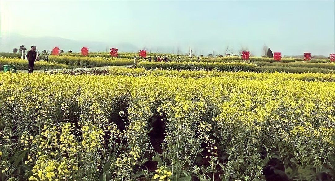 金龍魚哪個省的