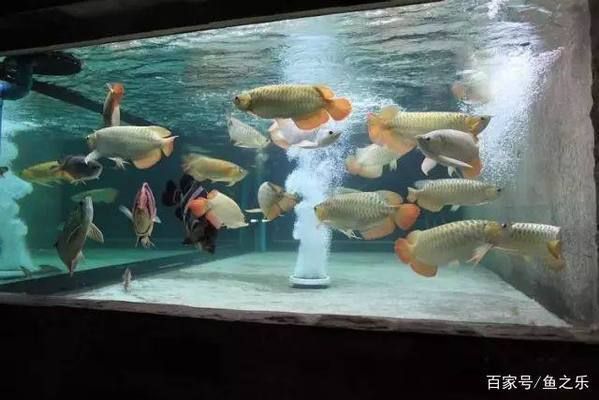 龍魚適合單養還是混養，龍魚單養和混養的優缺點