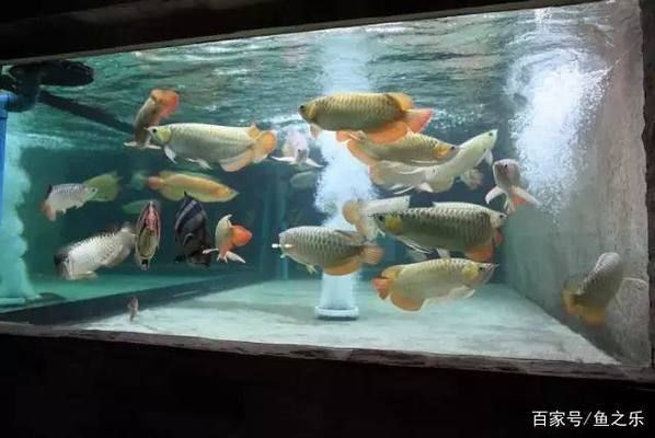 龍魚適合單養還是混養，龍魚單養和混養的優缺點