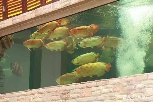 龍魚適合單養還是混養,龍魚單養和混養的優缺點