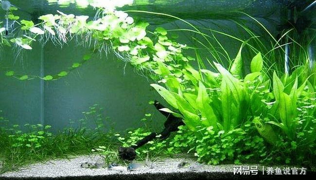 龍魚鑒定機構在哪里：如何查詢龍魚鑒定機構