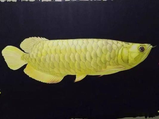 龍魚的馬蹄?。喝绾舞b別龍魚馬蹄印真?zhèn)? title=