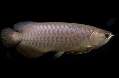 龍魚的馬蹄印：如何鑒別龍魚馬蹄印真偽