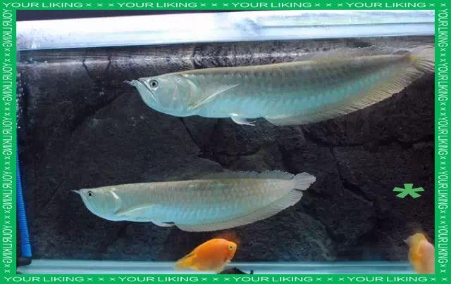 銀龍魚為什么好養活