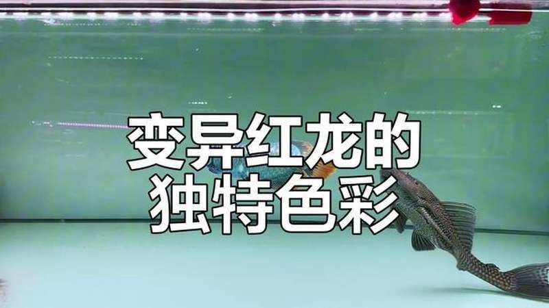 能否提供7000萬紅龍魚的視頻資料？