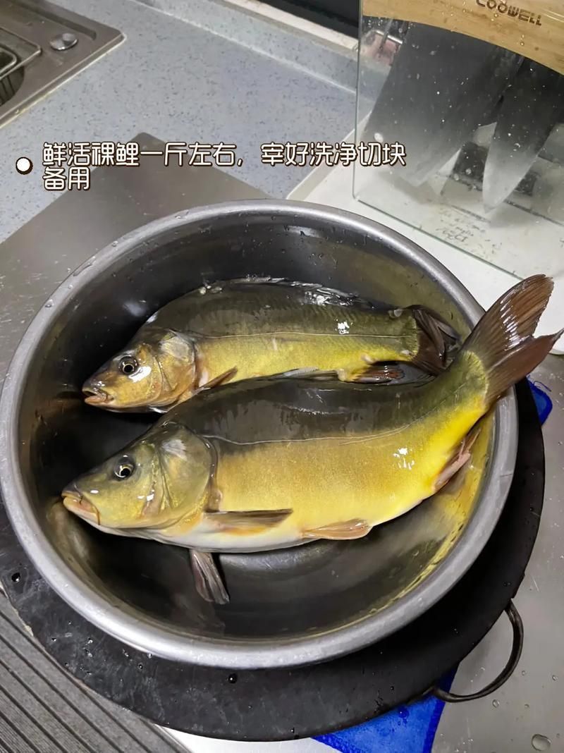 裸鯉圖片