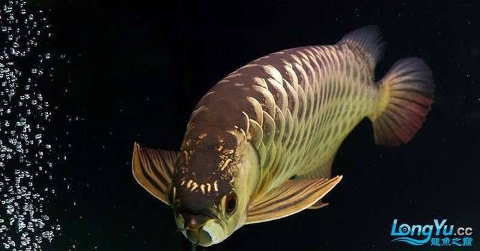 紅龍魚貴還是金龍魚貴？