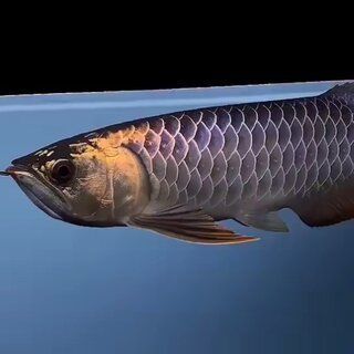 古典龍魚(yú)用什么顏色燈比較好（古典龍魚(yú)的燈光選擇需要考慮其品種和成長(zhǎng)階段來(lái)決定） 古典龍魚(yú)用什么顏色燈比較好（古典龍魚(yú)的燈光選擇需要考慮其品種和成長(zhǎng)階段來(lái)決定） 龍魚(yú)百科 第3張