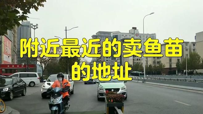 鯉魚苗哪里有出售