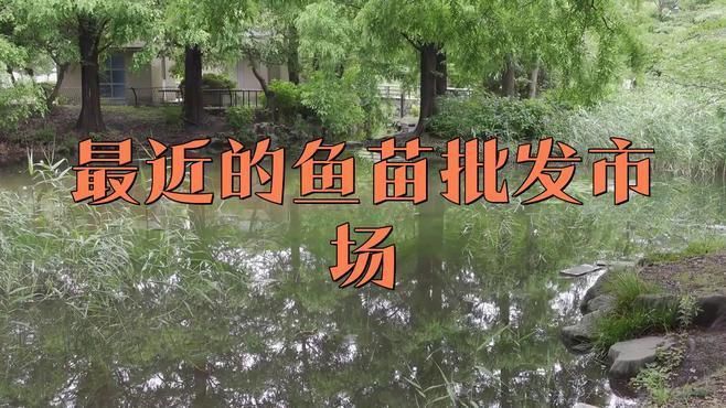 鯉魚苗哪里有出售