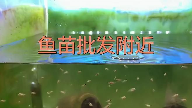 鯉魚(yú)苗哪里有出售