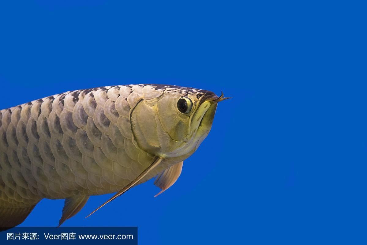 藍(lán)色的龍魚(yú)多少錢(qián)一斤圖片