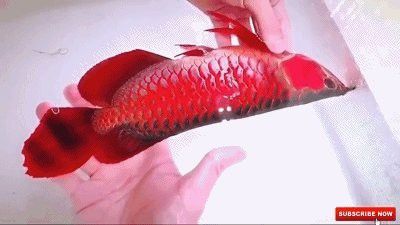 藍(lán)色的龍魚(yú)多少錢(qián)一斤圖片