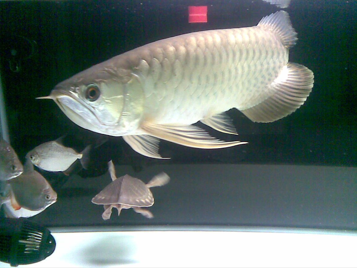 圖騰青龍魚（圖騰青龍魚是一種集美麗、文化和文化和經濟價值于一體的水族寵物）