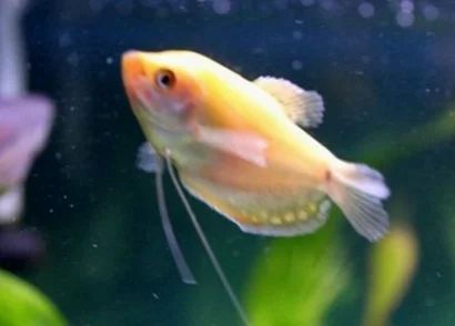 龍魚多久不打氧會死亡：龍魚在不同情況下停止打氧后的存活時間